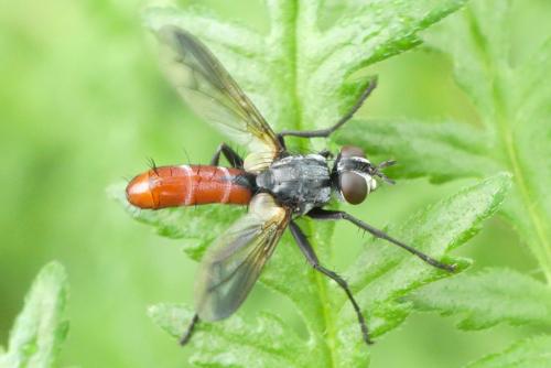 Réf. 255 627 : Cylindromyia bicolor
